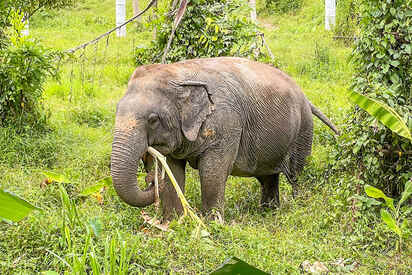 Green Elephant Sanctuary Phuket 