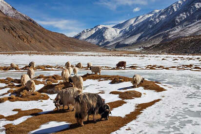 Hemis National Park Ladakh 