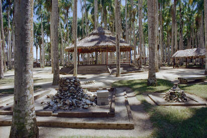 Jardin Palm Tree