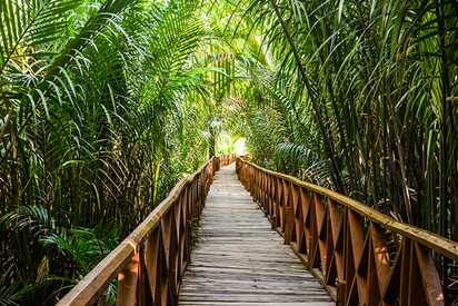 Mangrove Walkway Dhani Nallah Andaman Nicobar Island