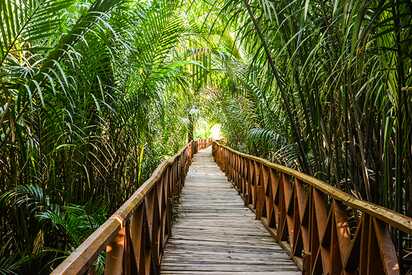 Mangrove Walkway Dhani Nallah Andaman Nicobar Island - Lowest Flight Fares Mangrove Walkway Dhani Nallah Andaman Nicobar Island
