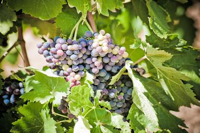 Nandi Valley Winery Bangalore - Lowest Flight Fares Nandi Valley Winery Bangalore