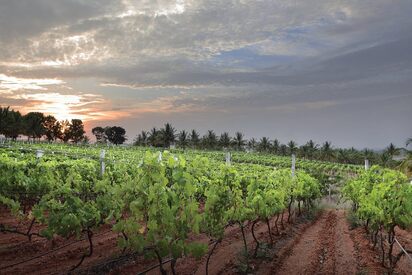 Vineyards Bangalore - Lowest Flight Fares Vineyards Bangalore