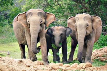 Yala National Park Sri Lanka - Lowest Flight Fares Yala National Park Sri Lanka