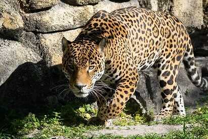 Zoológico y jardines de Jacksonville 