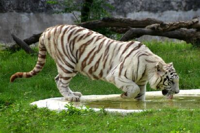 Chattbir Zoo Chandigarh - Lowest Flight Fares Chattbir Zoo Chandigarh