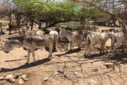 Donkey Sanctuary Aruba Oranjestad Aruba