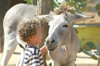 Donkey Sanctuary Aruba