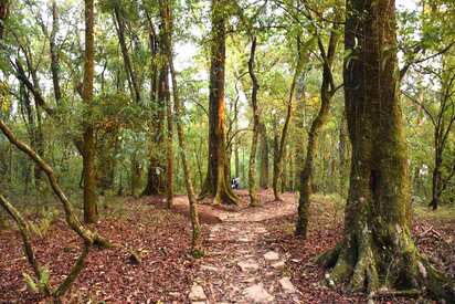 Mawphlang Sacred Forest Shillong 