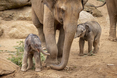 Melbourne Zoo Melbourne - Lowest Flight Fares Melbourne Zoo Melbourne