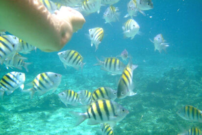 Montego Bay Marine Park 