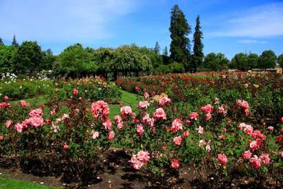 Municipal Rose Garden San Jose 