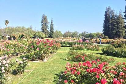 Municipal Rose Garden