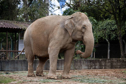 Old Zoologico Matecaña Pereira