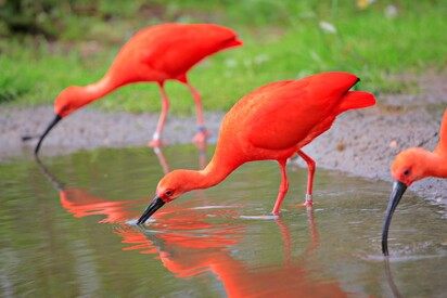 Paramaribo Zoo