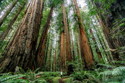 Redwood National and State Park California - Lowest Flight Fares Redwood National and State Park California