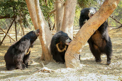 Agra Bear Rescue Facility Agra - Lowest Flight Fares Agra Bear Rescue Facility Agra