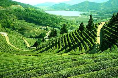 Darjeeling West Bengal - Lowest Flight Fares Darjeeling West Bengal