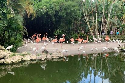 Jardín de flamencos Fort Lauderdale 