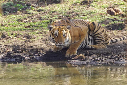 Mudumalai Tiger Reserve Tamil Nadu 