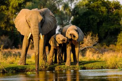 Parque Nacional Serengueti África