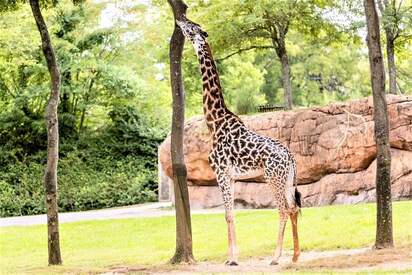 Zoológico de Nashville en Grassmere Nashville 