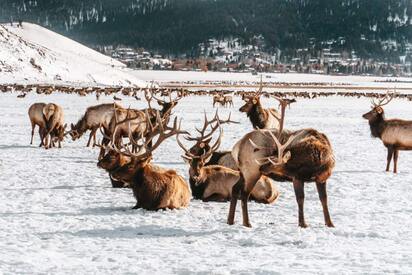 National Elk Refuge Jackson Hole 