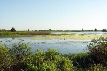Wetlands of Kissimmee Orlando - Lowest Flight Fares Wetlands of Kissimmee Orlando