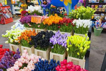 Flower Market Amsterdam