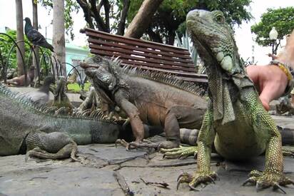 Iguana Park Guayaquil - Lowest Flight Fares Iguana Park Guayaquil