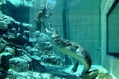 Crocosaurus Cove