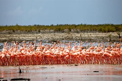 Inagua National Park - Lowest Flight Fares Inagua National Park