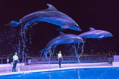 Marine World Uminonakamichi Fukuoka - Lowest Flight Fares Marine World Uminonakamichi Fukuoka