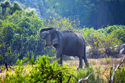 Nehru Zoological Park Hyderabad