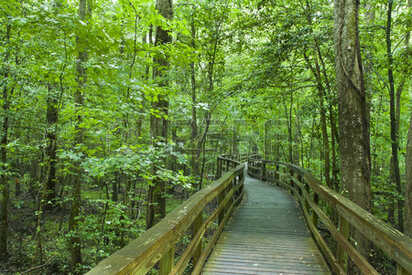 Parque Nacional Congaree