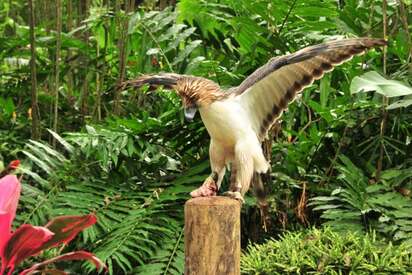 Philippine Eagle Center Davao - Lowest Flight Fares Philippine Eagle Center Davao