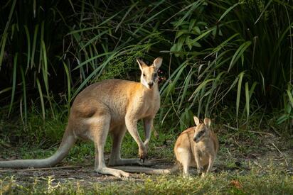 Territory Wildlife Park
