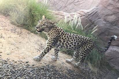 Arabian Wildlife Center Sharjah - Lowest Flight Fares Arabian Wildlife Center Sharjah