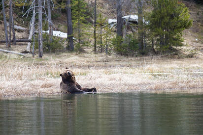 Custer Gallatin National Forest - Bozeman