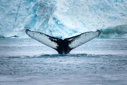 Whale Watching - Ilulissat - Lowest Flight Fares Whale Watching - Ilulissat