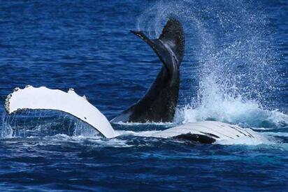Whale Watching Tour - Aasiaat - Lowest Flight Fares Whale Watching Tour - Aasiaat